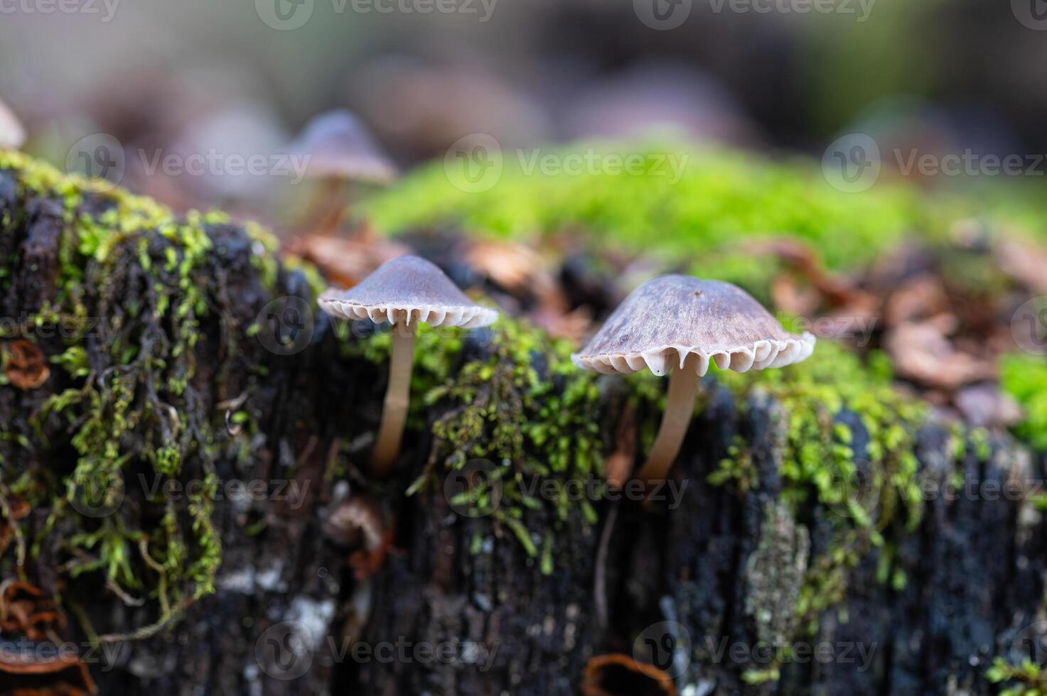 Family of small fungi on dead Quercus vulcanica tree root. photo