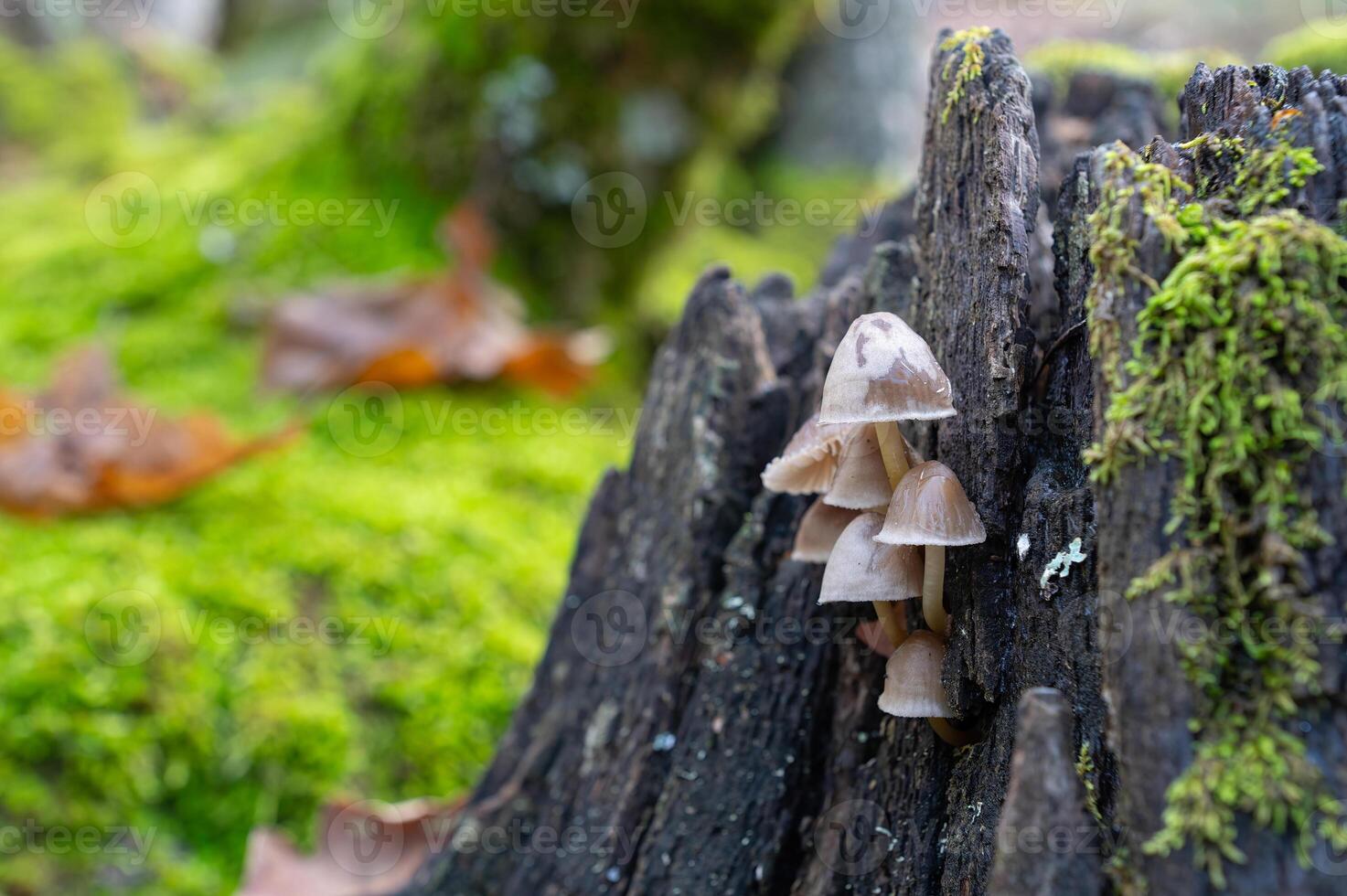 Family of small fungi on dead Quercus vulcanica tree root. photo