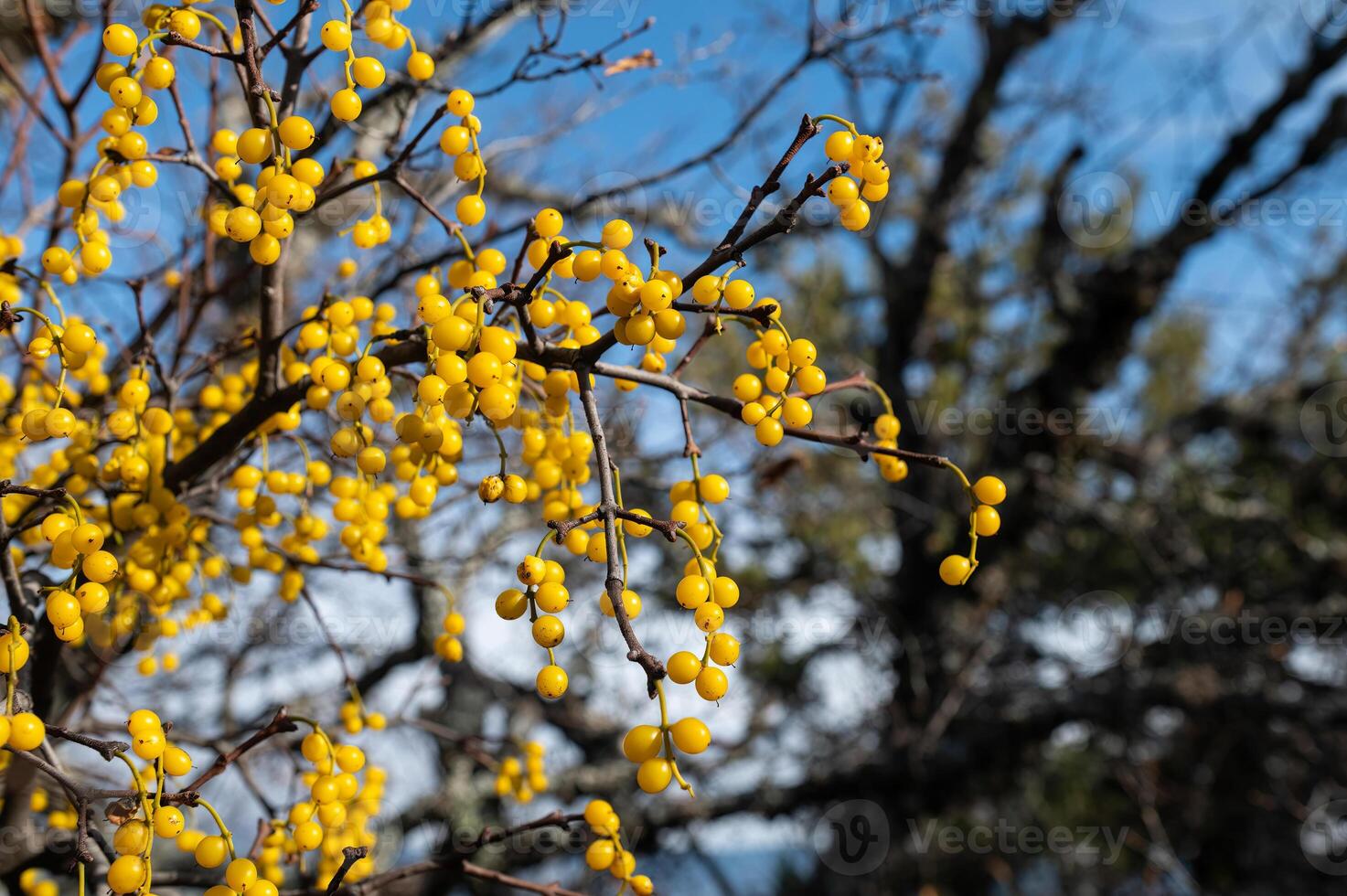 Loranthus is a genus of parasitic plants that grow on the branches of woody trees. photo