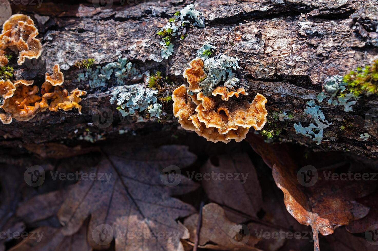 Yellow, orange mushroom on a log. photo