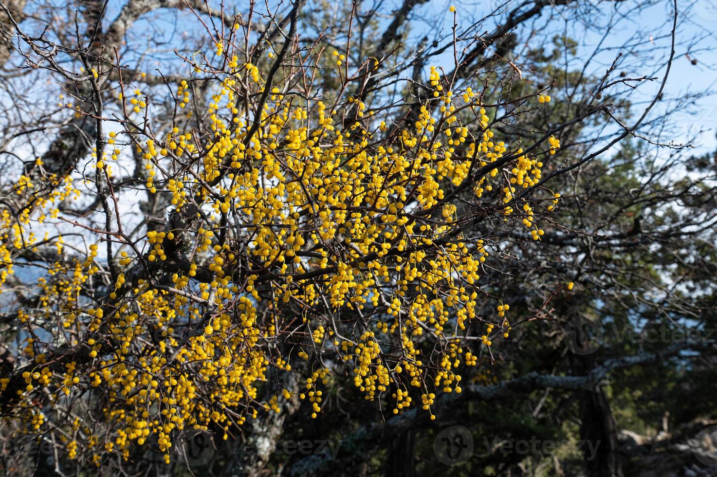 Loranthus is a genus of parasitic plants that grow on the branches of woody trees. photo