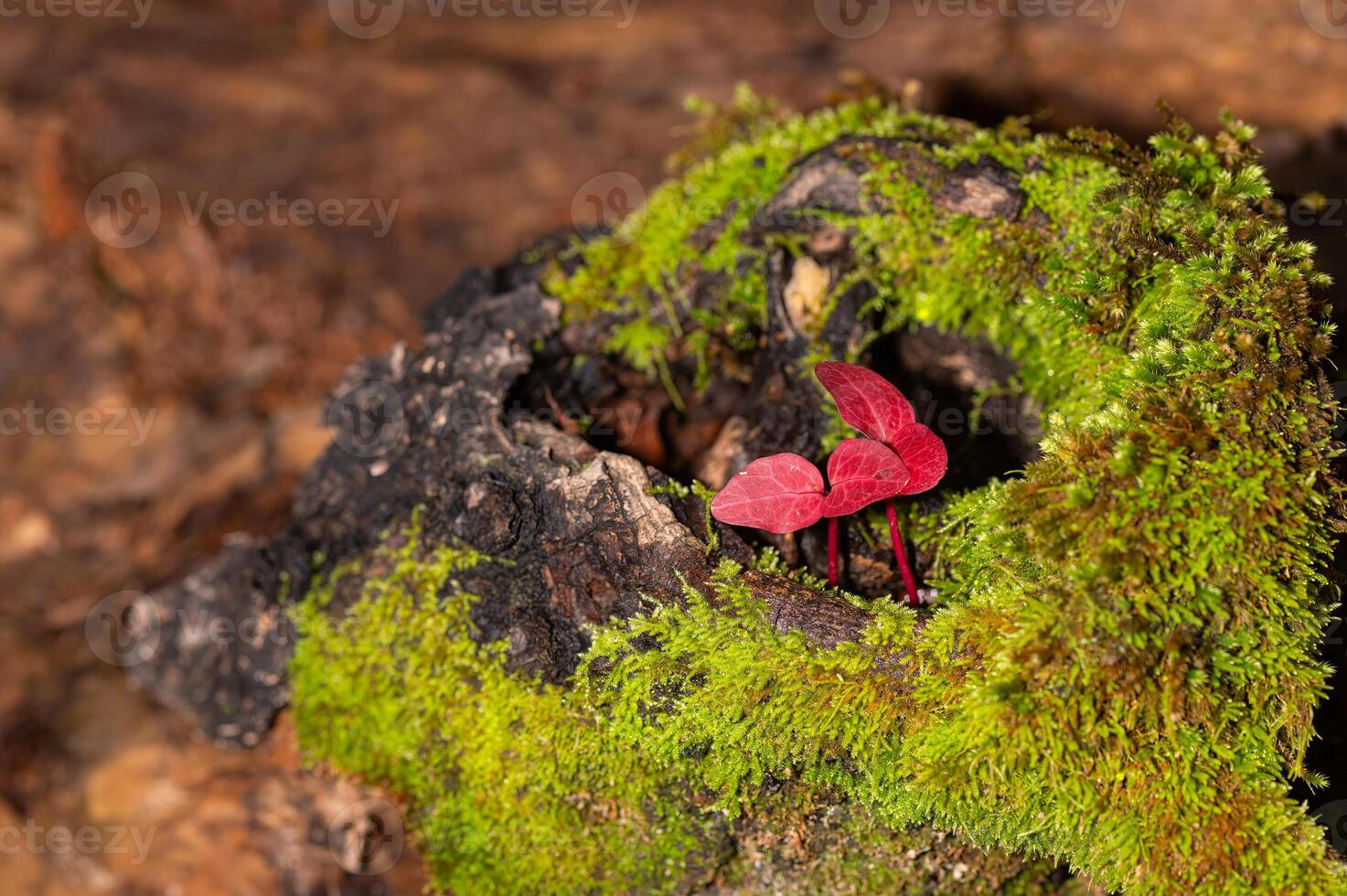 Red-coloured plant leaves emerging from a moss-covered dead tree cavity. photo