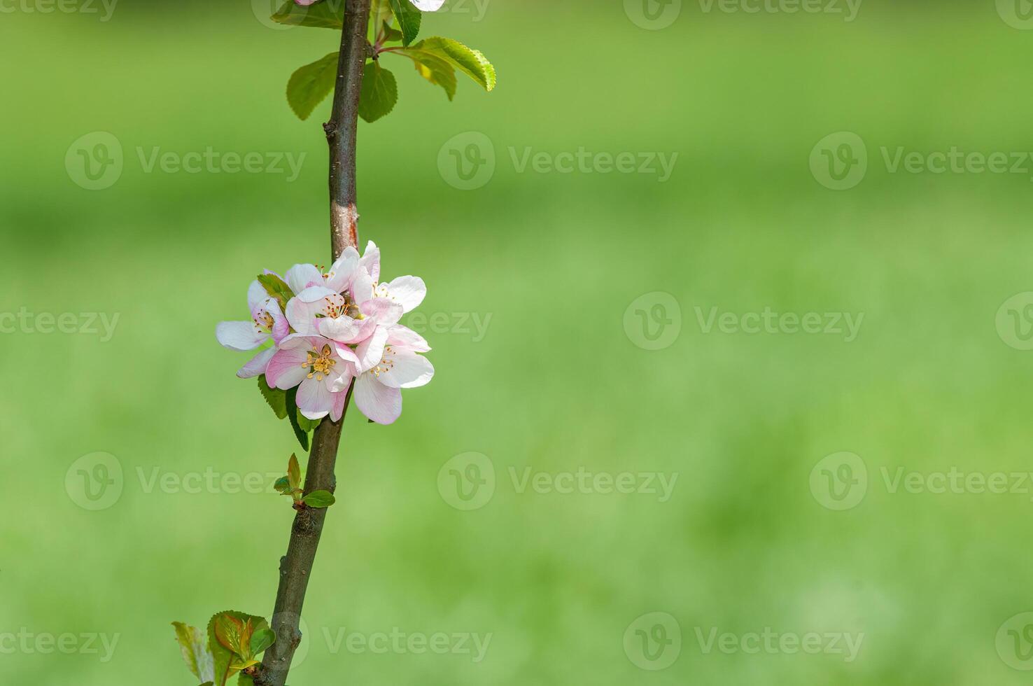 Fruit trees blooming in spring. photo