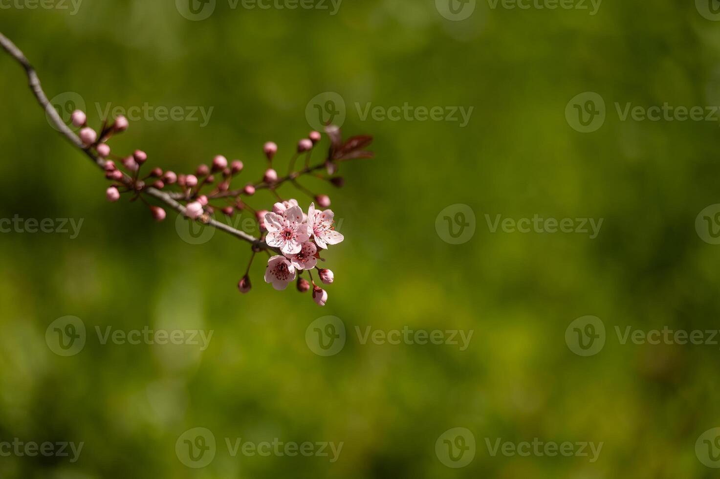 Fruit tree branch blooming in spring. Green background. photo