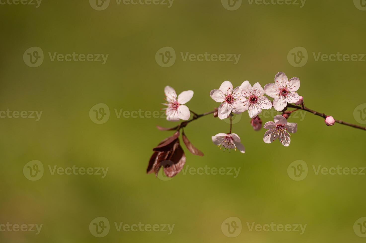 Fruit tree branch blooming in spring. Gradient background. photo