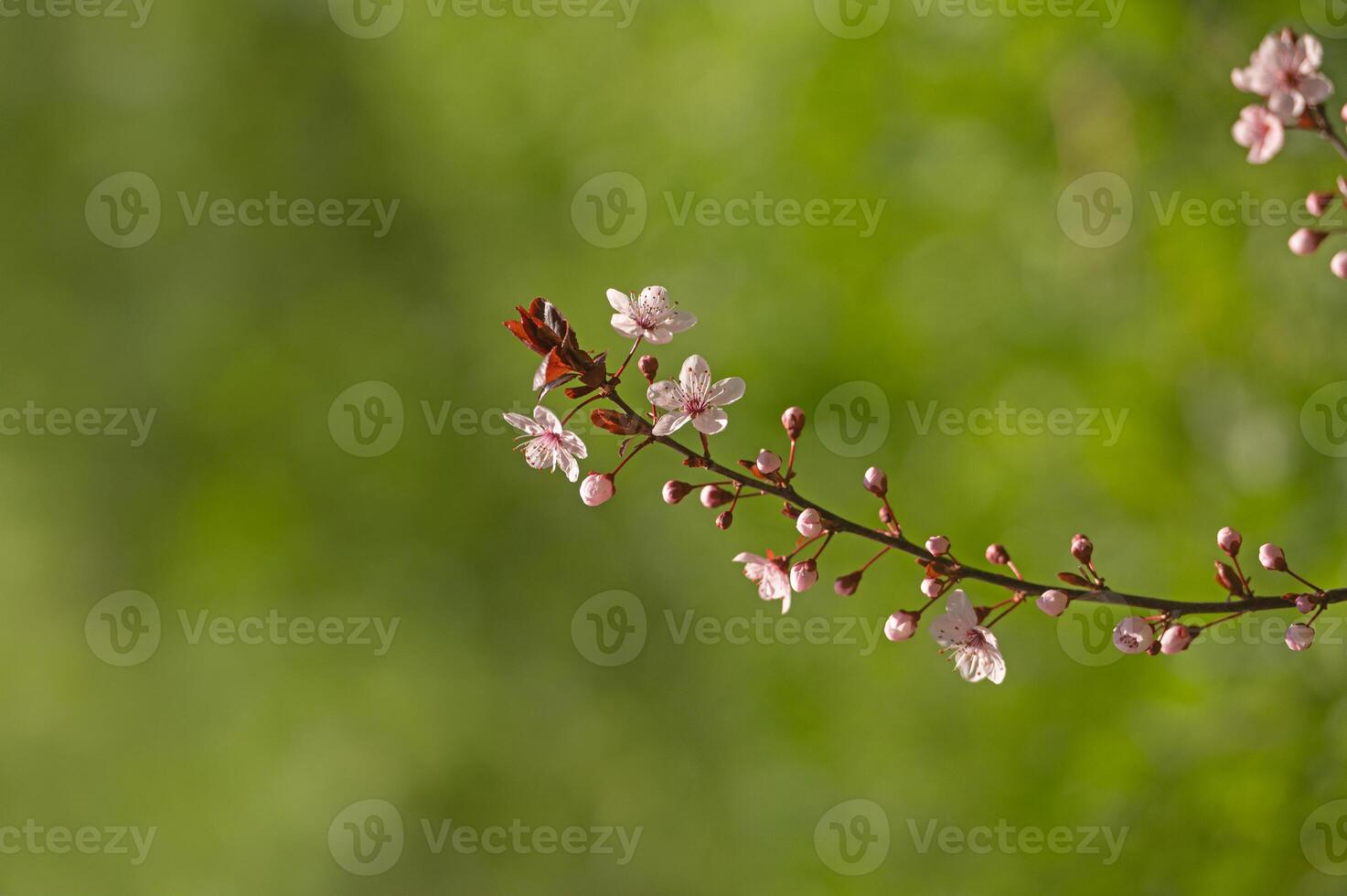 Fruit tree branch blooming in spring. Green background. photo