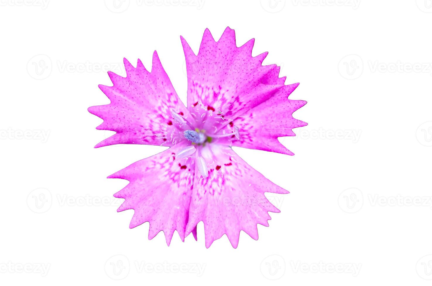 Dianthus seguieri, commonly called Seguier pink, is a herbaceous perennial plant in the genus Dianthus in the family Caryophyllaceae. Isolated white background. photo