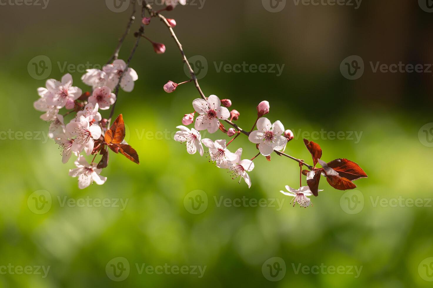 Fruit tree branch blooming in spring. Green background. photo