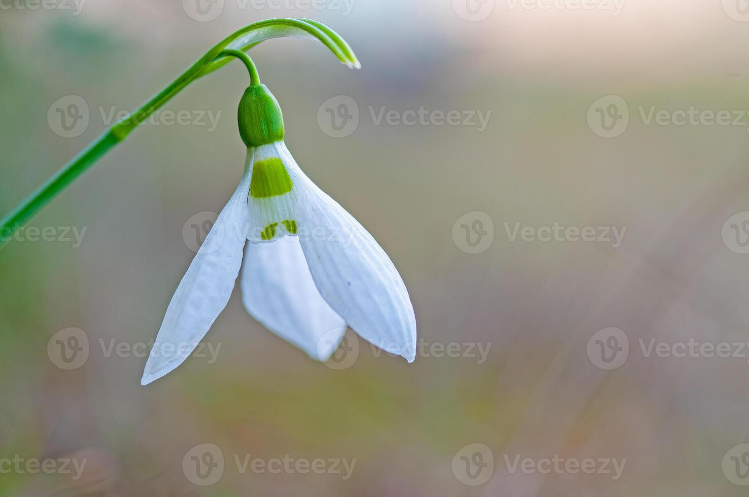 Snowdrop flower, Galanthus, Amaryllidaceae, in Turkey. photo