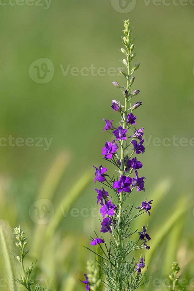 Consolida regalis. Delicate inflorescences. Beautiful flower abstract background of nature. Summer landscape. Field consolidation. photo