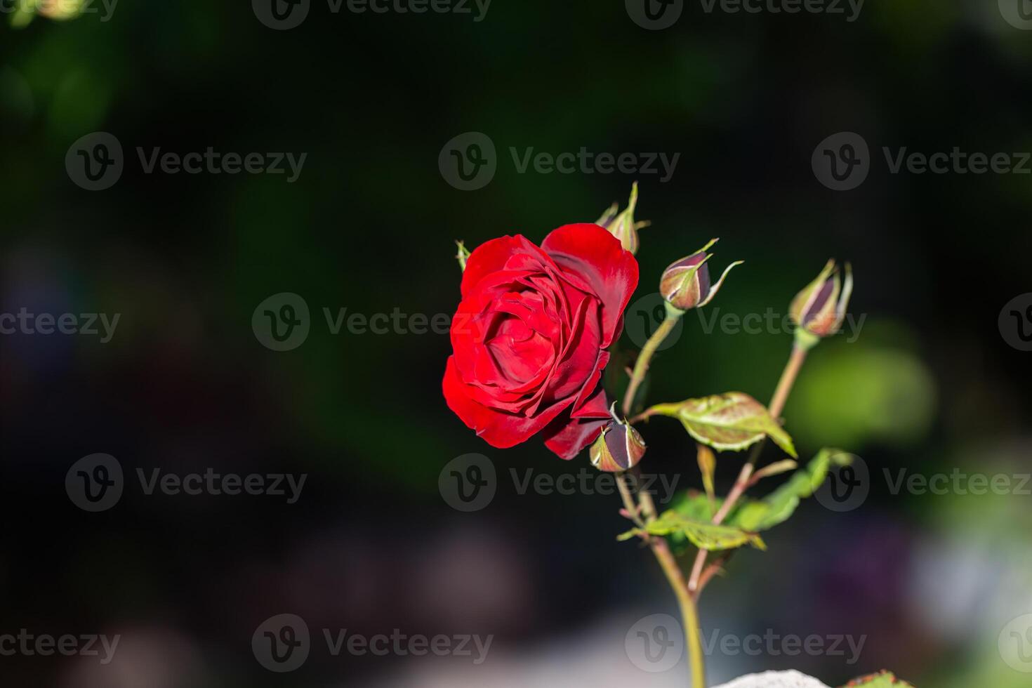 Red rose and black background. photo