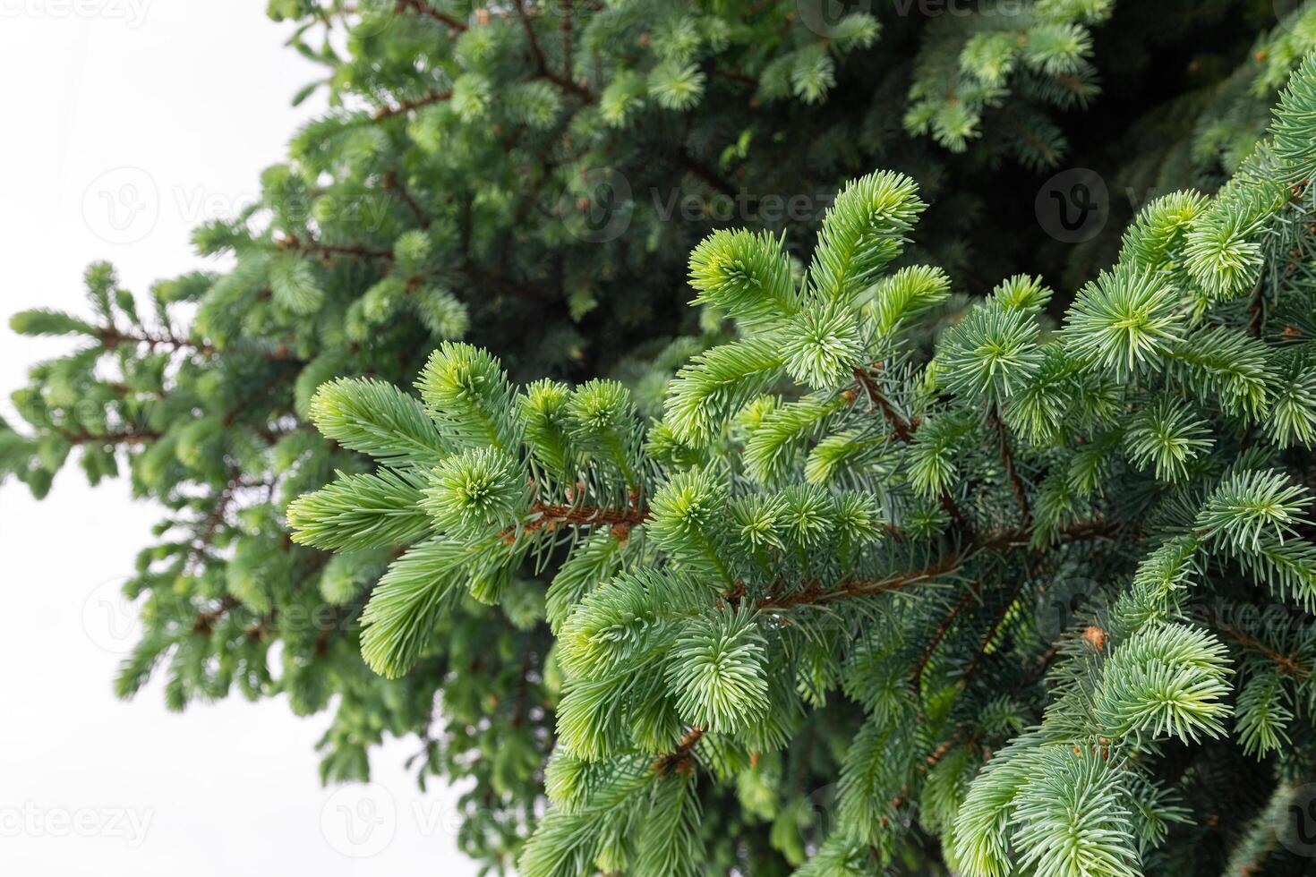 Close-up of the leaves of the fir tree in spring. photo