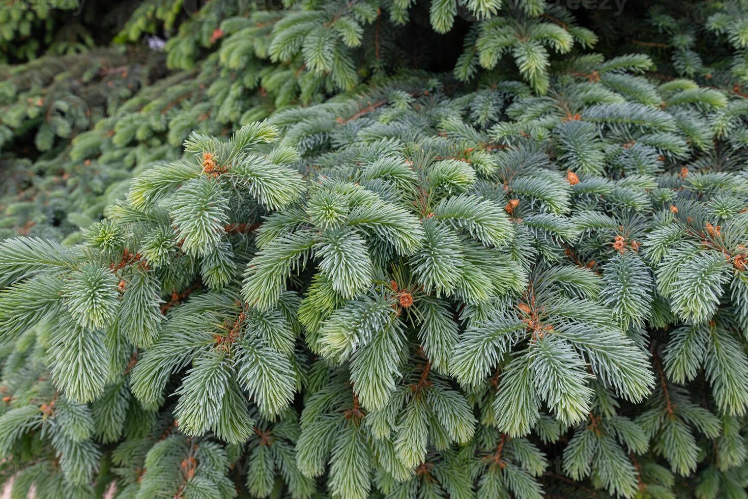 Close-up of the leaves of the fir tree in spring. photo