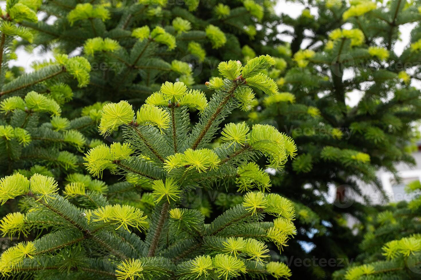 Close-up of the leaves of the fir tree in spring. photo
