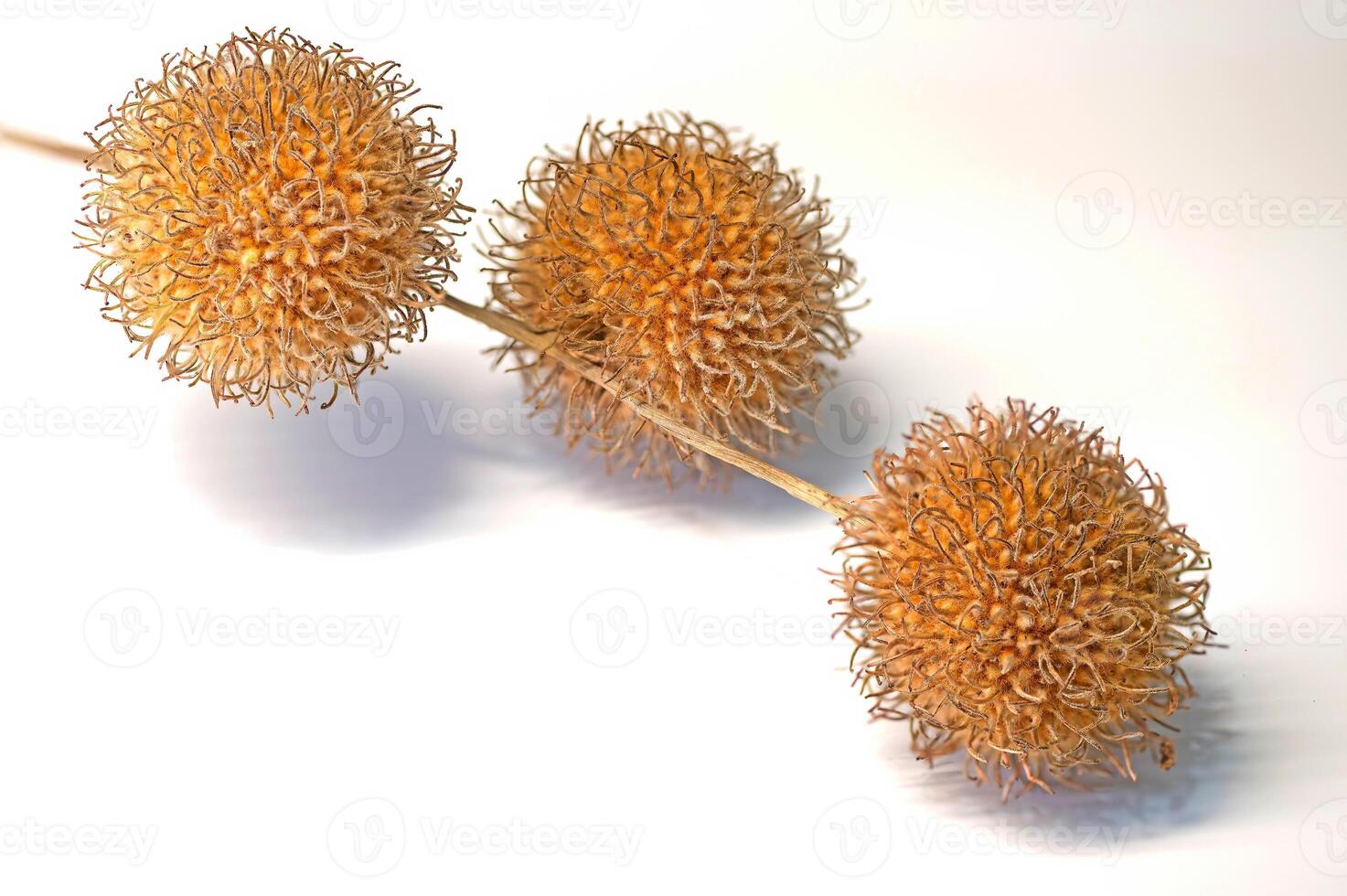 Sycamore tree seeds, isolated on a white background. photo