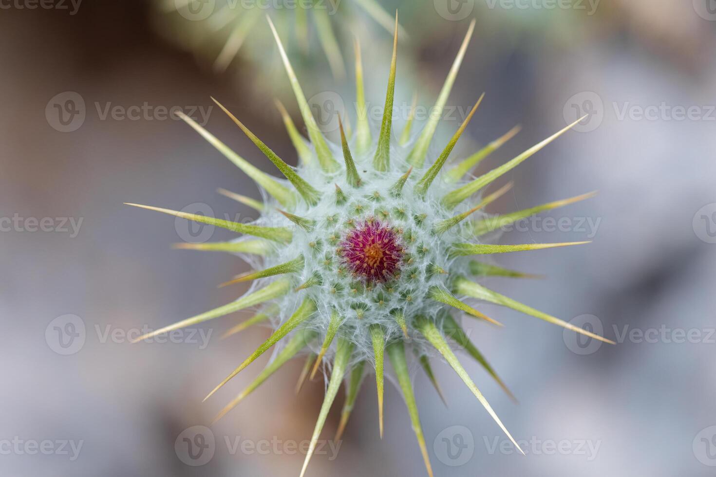 Close-up of a cotton thistle flower growing in nature on a summer day with its fine spines against a blurred background photo