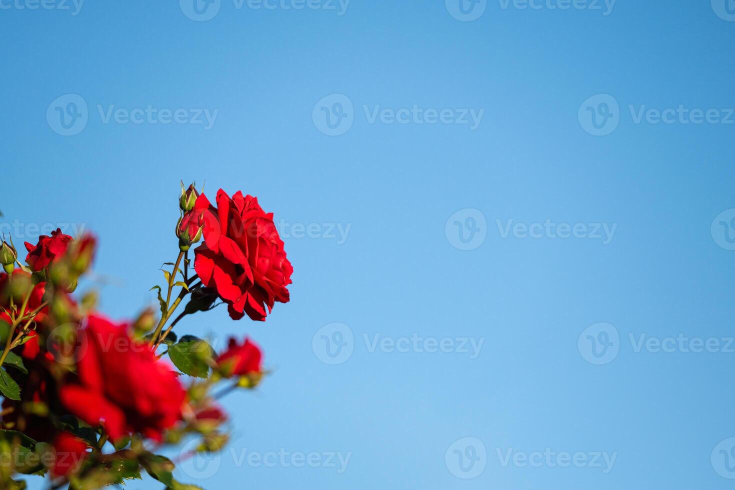Red roses in the park, blue sky and clouds in the background. photo