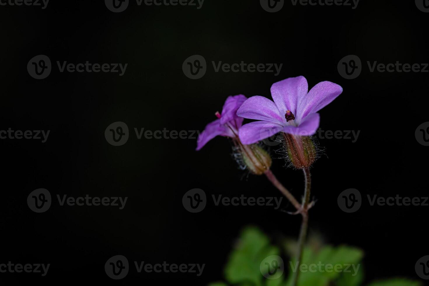 Macro photo of a geranium purpureum flower on a black background