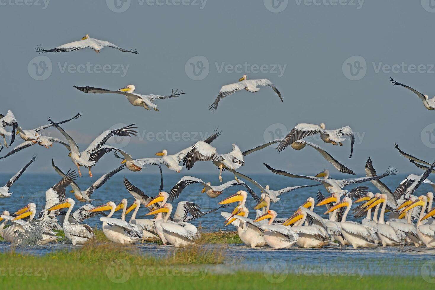 A flock of pelicans photo