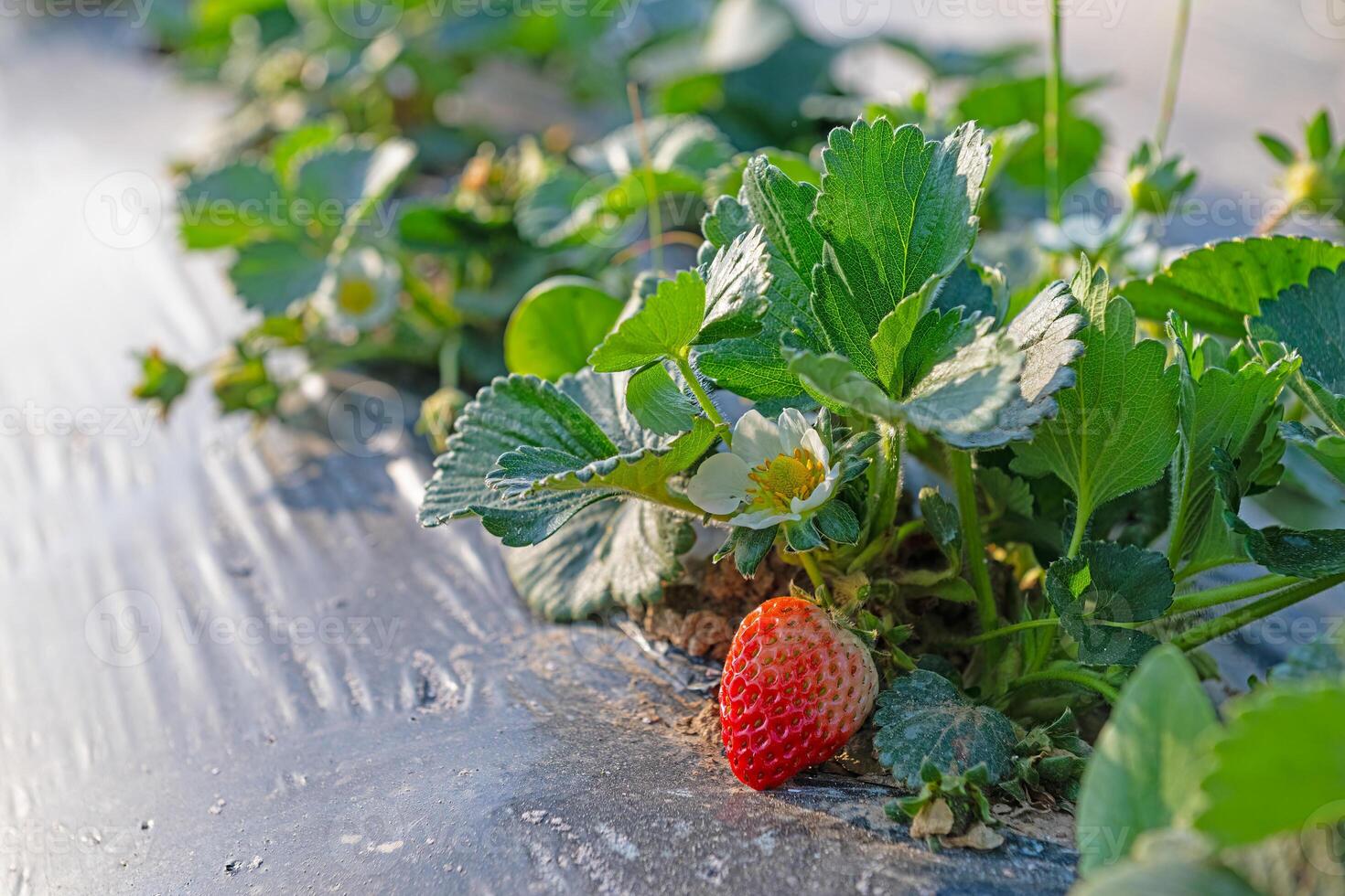 Strawberry seedling blossom in the garden and fruit on the branch. photo