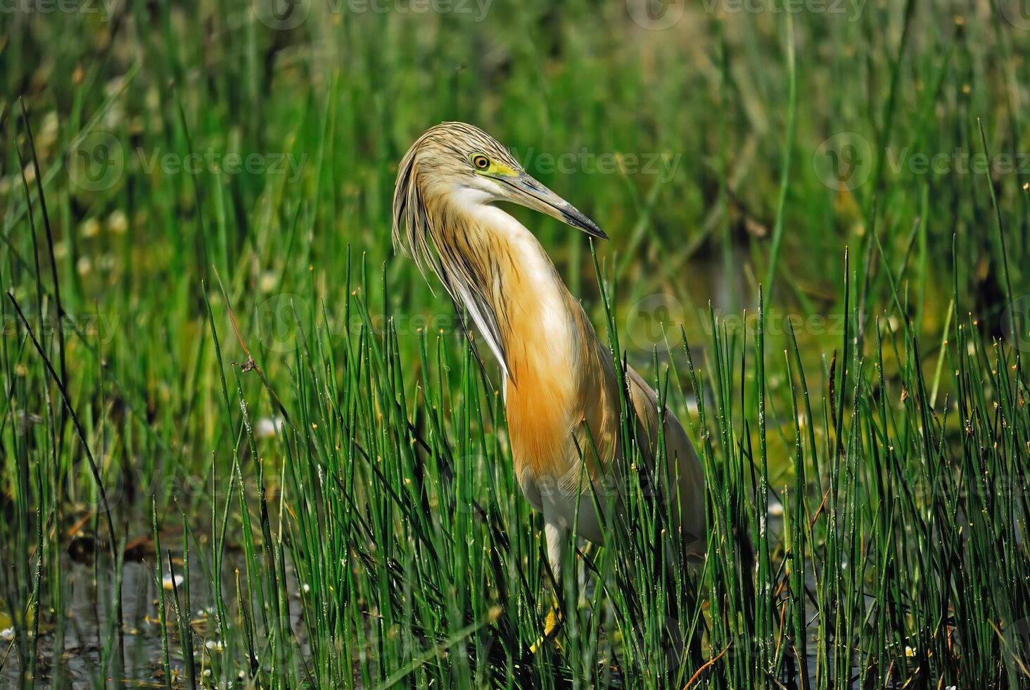 Squacco Heron fluffing its feathers in a wetland. photo