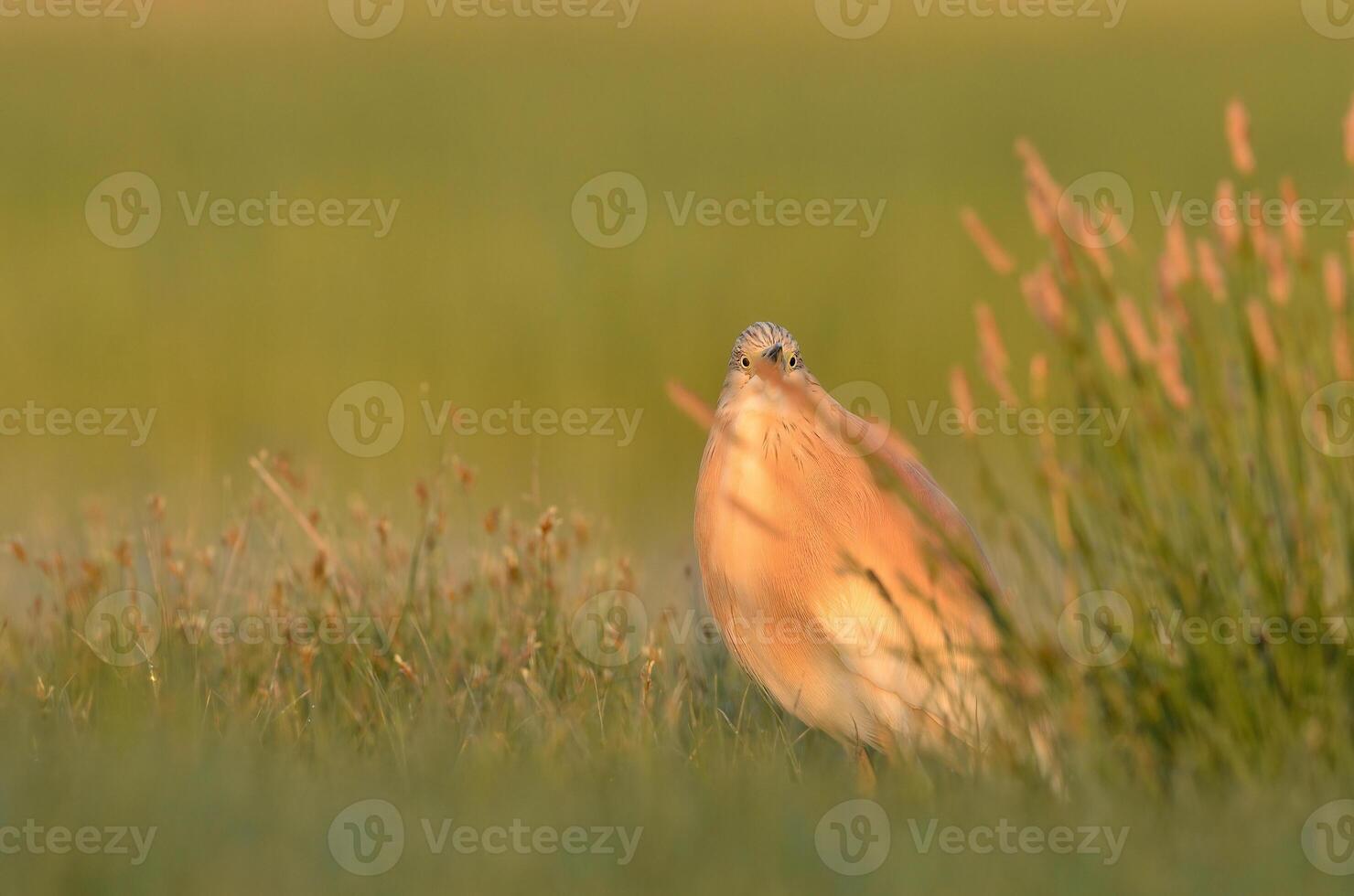 Squacco Heron fluffing its feathers in a wetland. photo