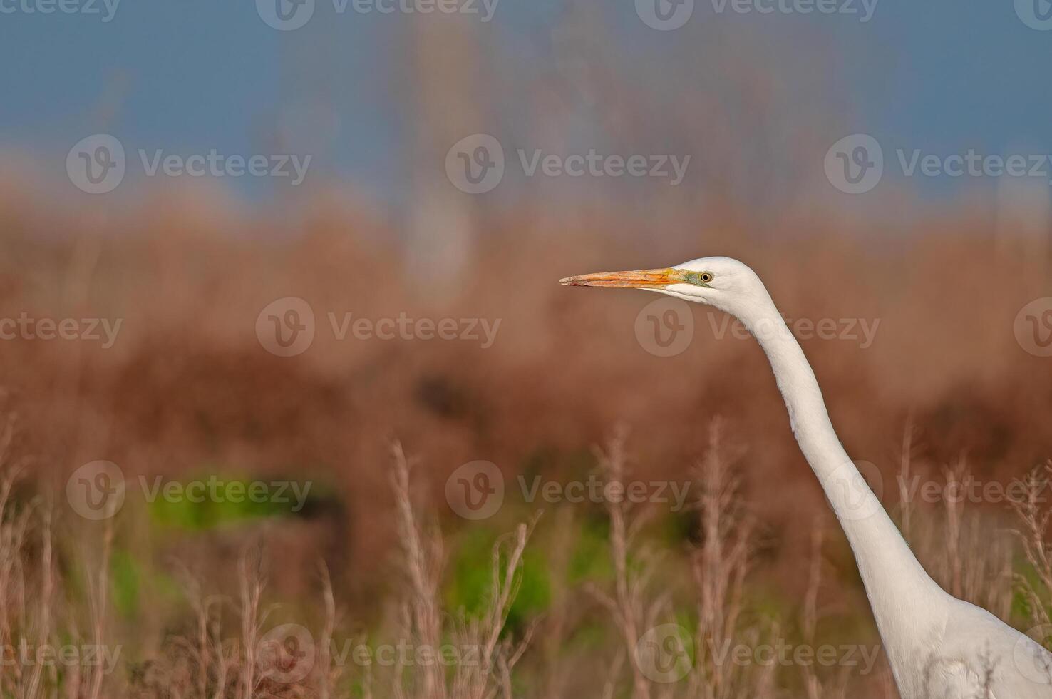 Great egret, great egret, great egret, great egret, great egret photo