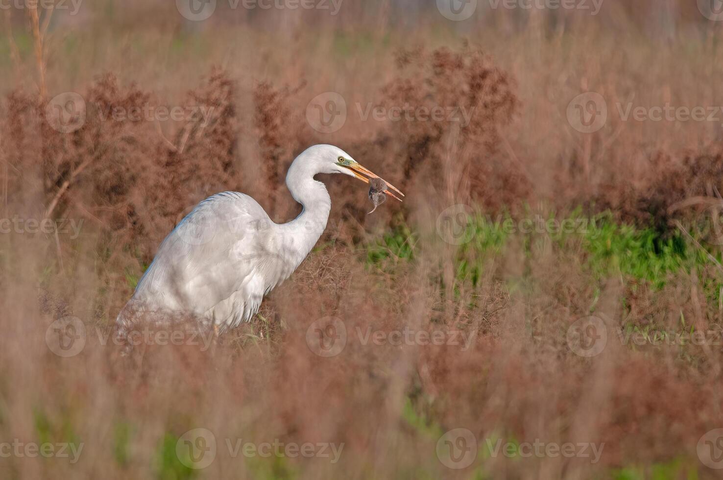 Great egret with fish in its beak photo