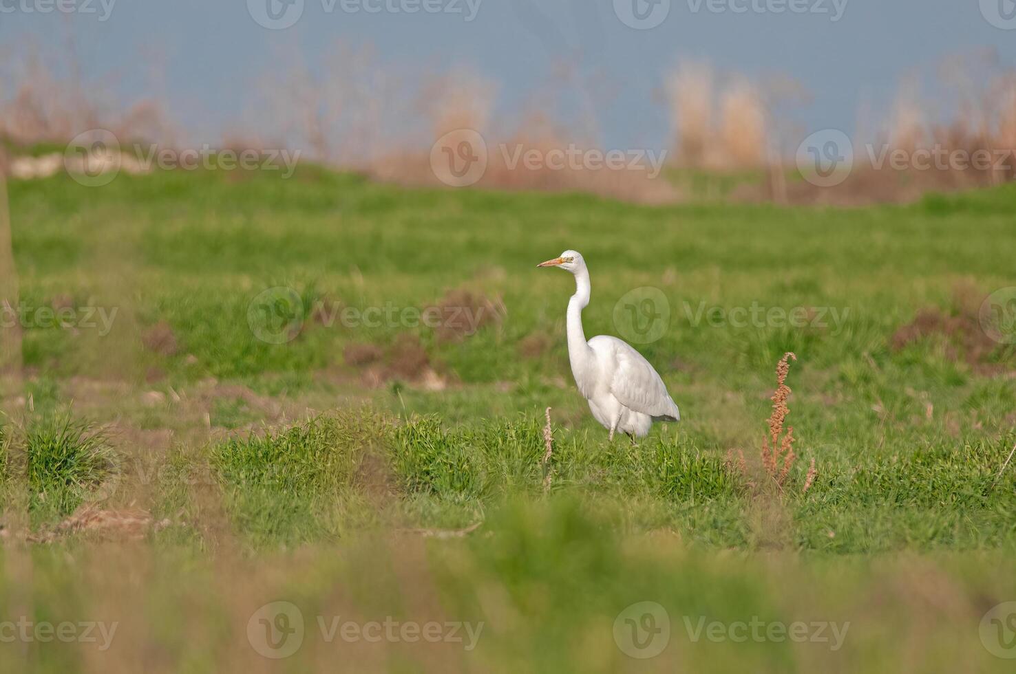 A white bird standing in a grassy field photo