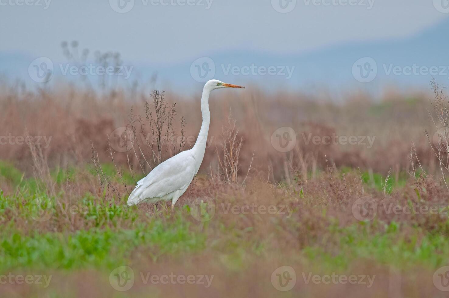 Great egret, kawagoe bay, japan photo
