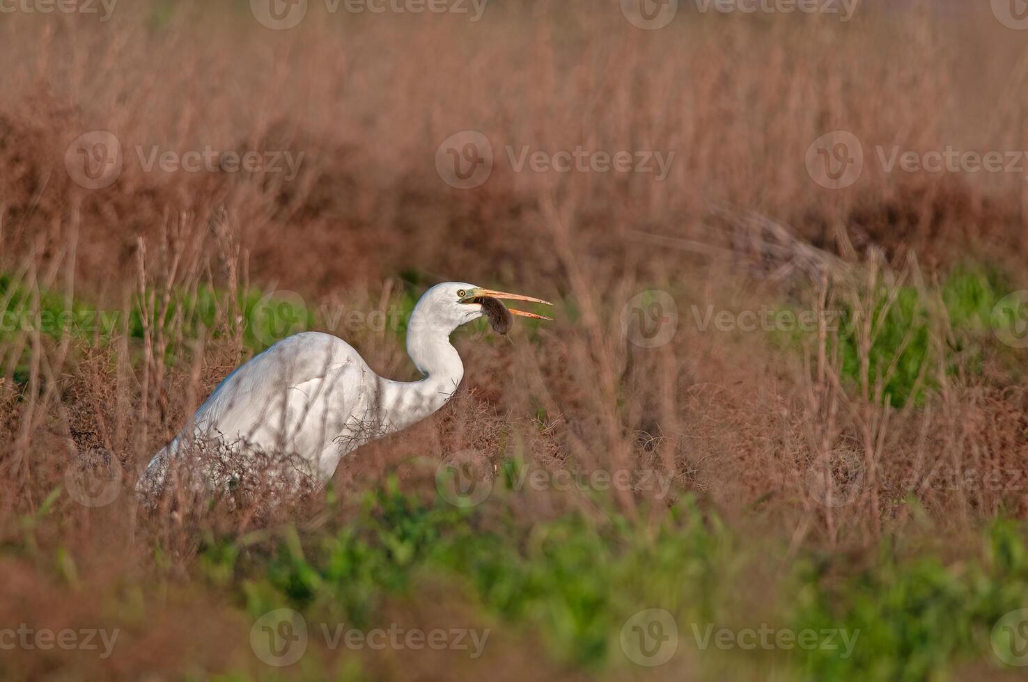 Great egret with fish in mouth photo