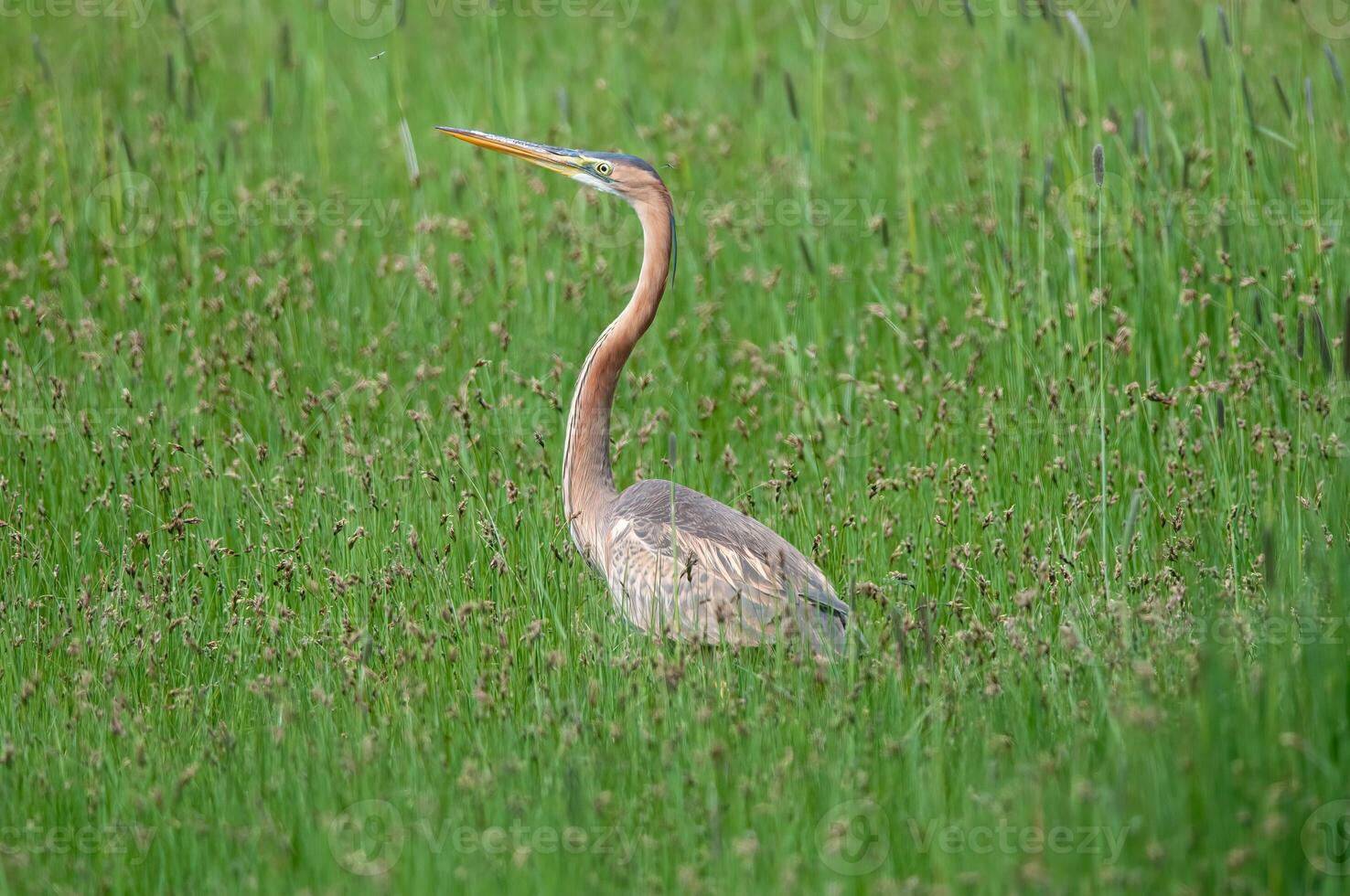 A great blue heron standing in tall grass photo