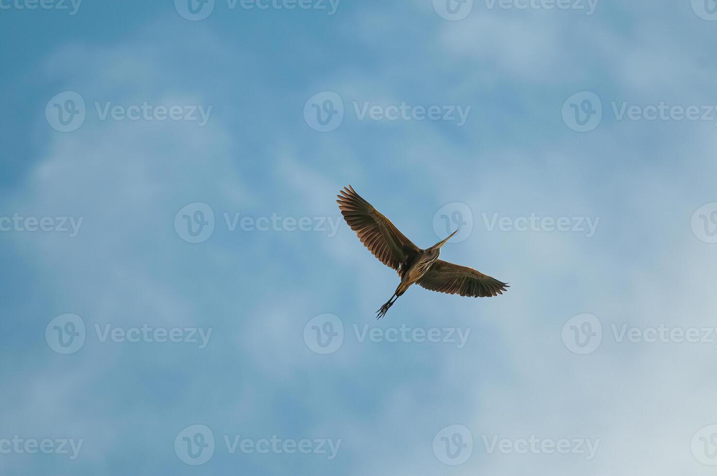 A bird flying in the sky photo