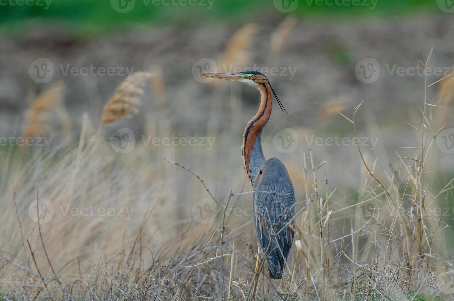 A bird standing in tall grass near a field photo
