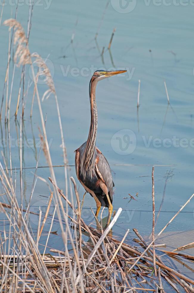 A bird standing in the water photo