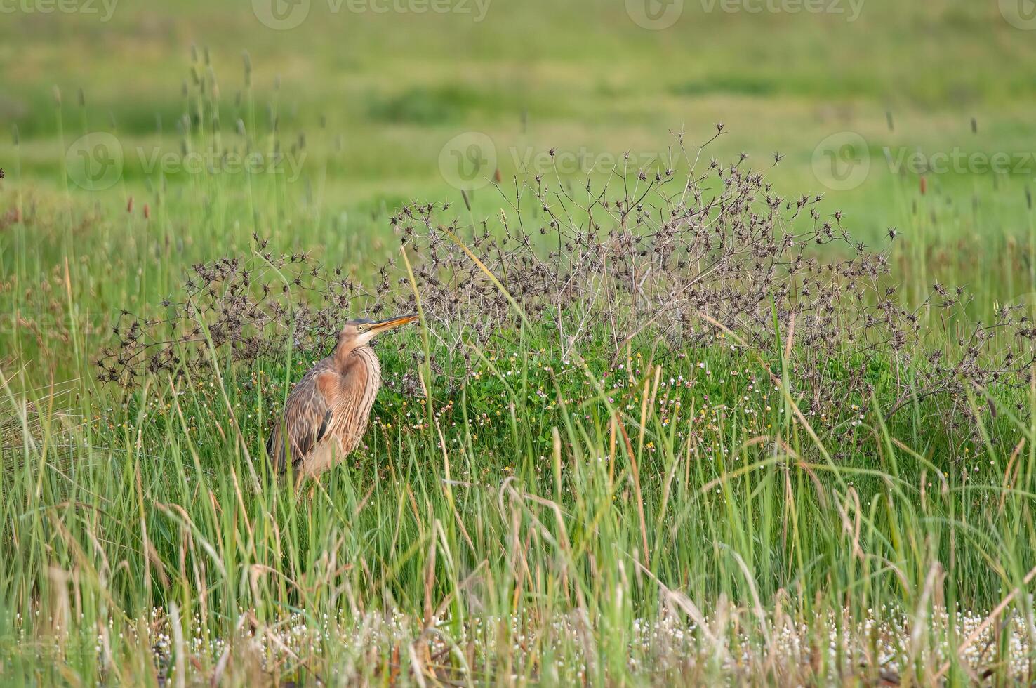 A bird is standing in tall grass near a field photo