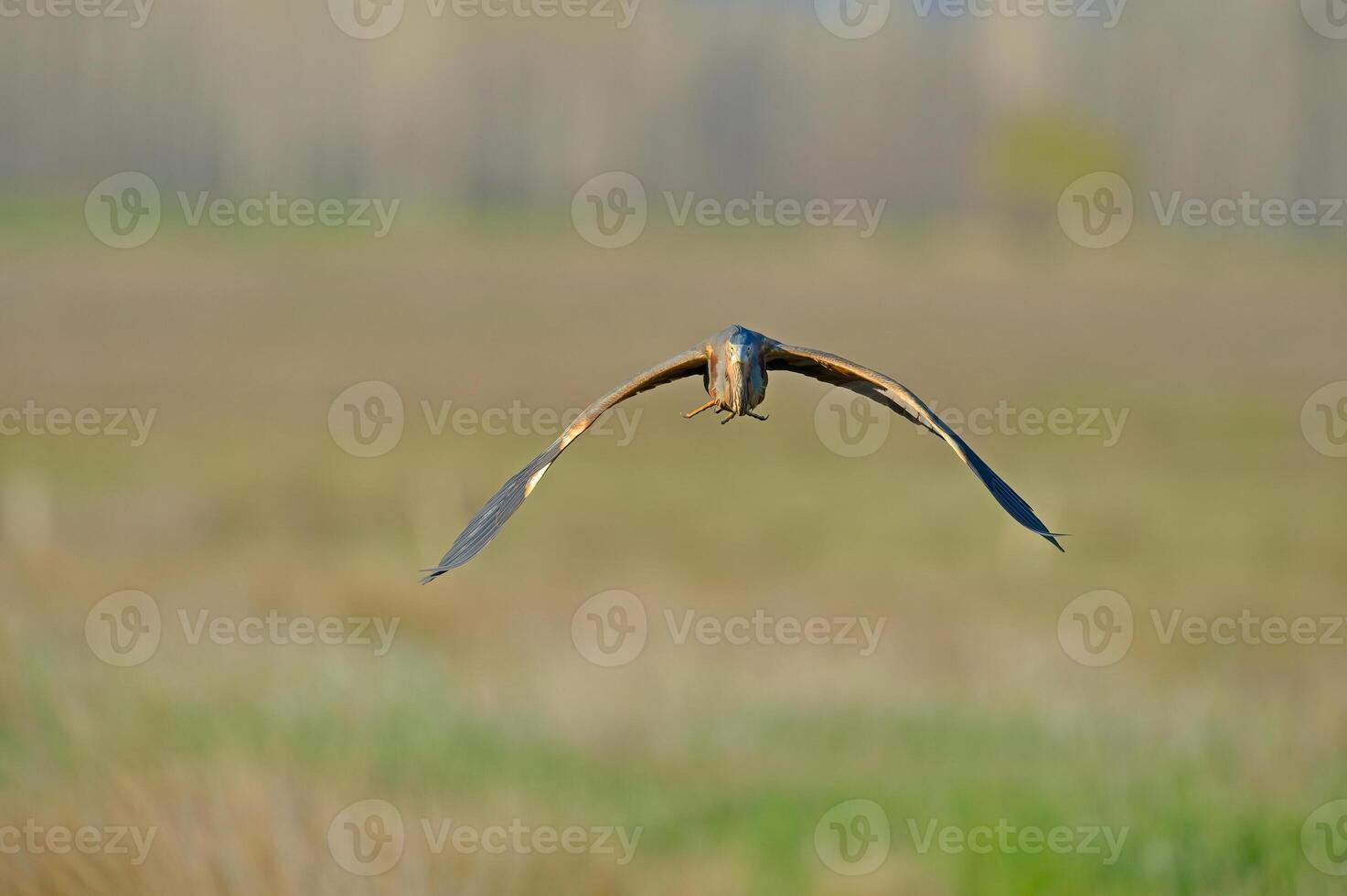 A bird flying over a field photo