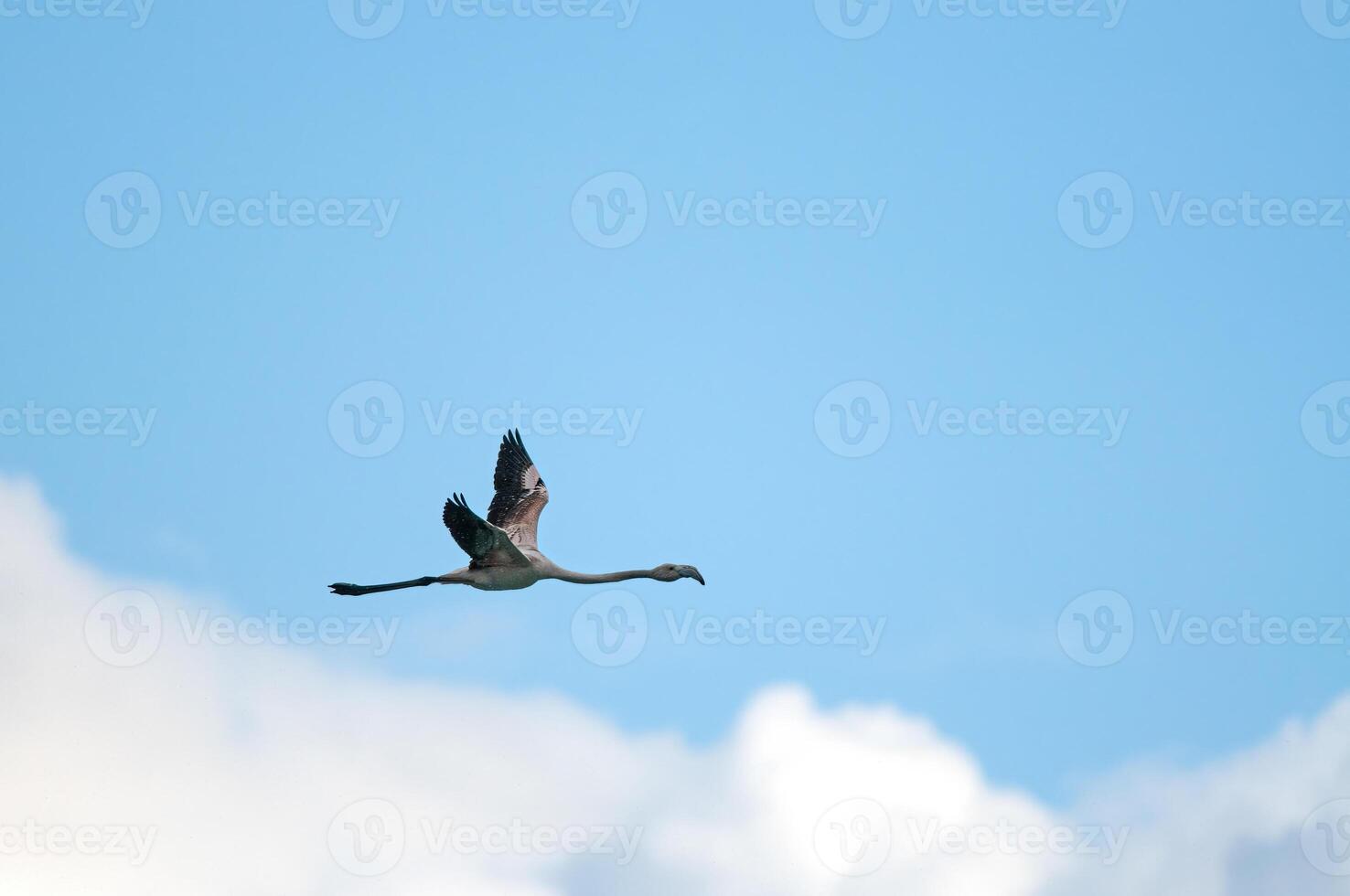 A bird flying in the sky photo