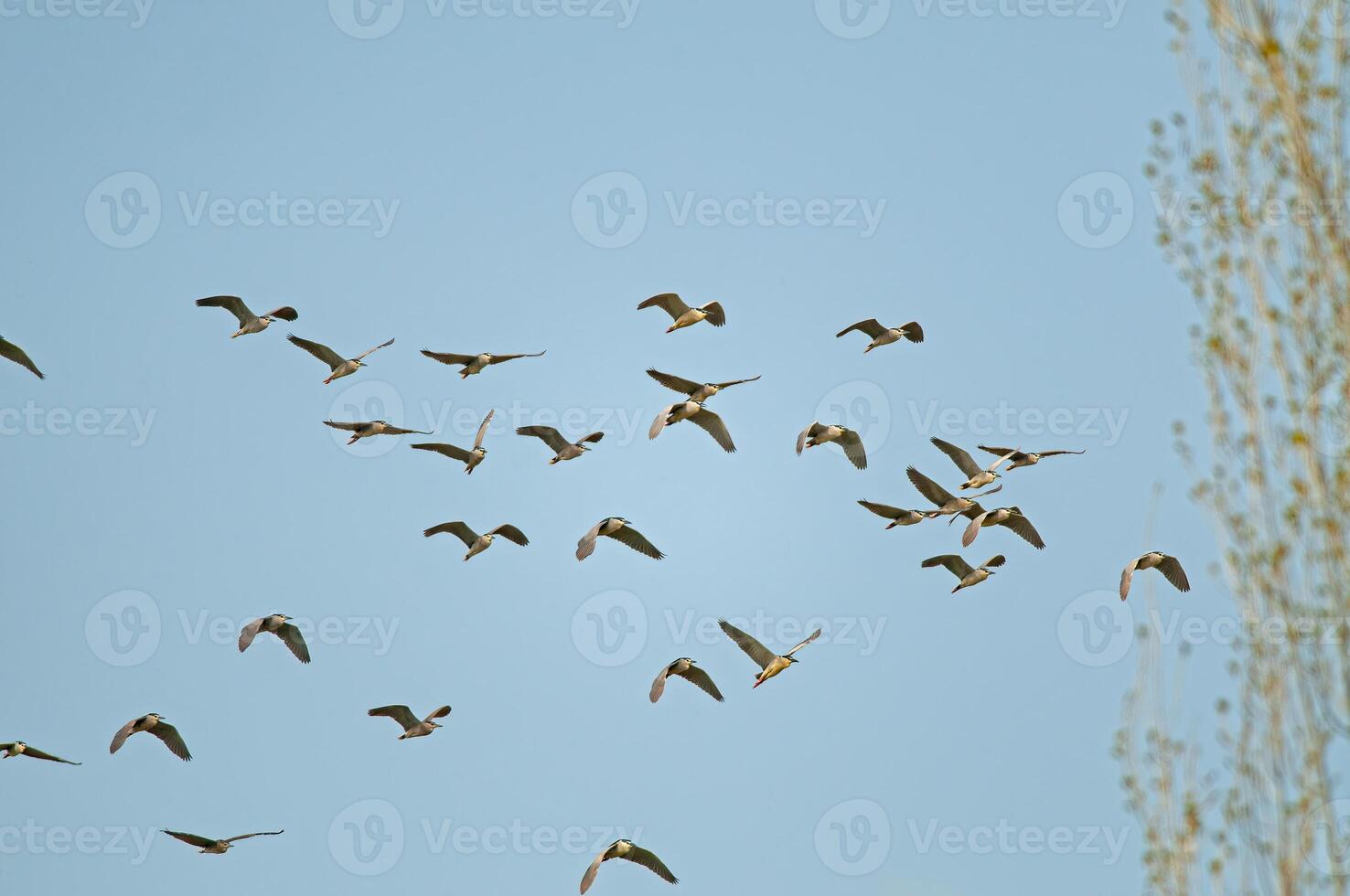 A flock of birds flying in the sky photo