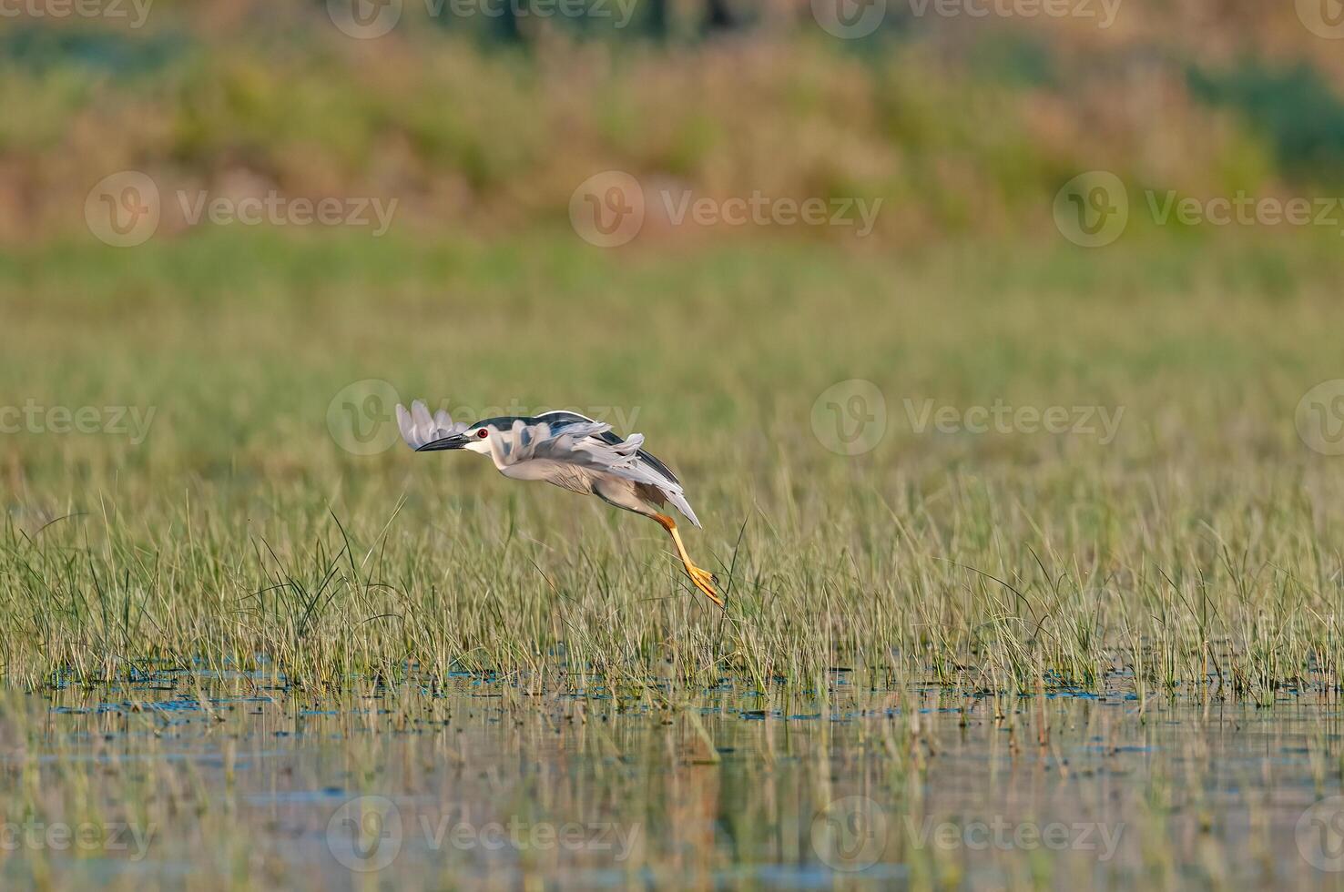 A bird taking off from the water in a marsh photo