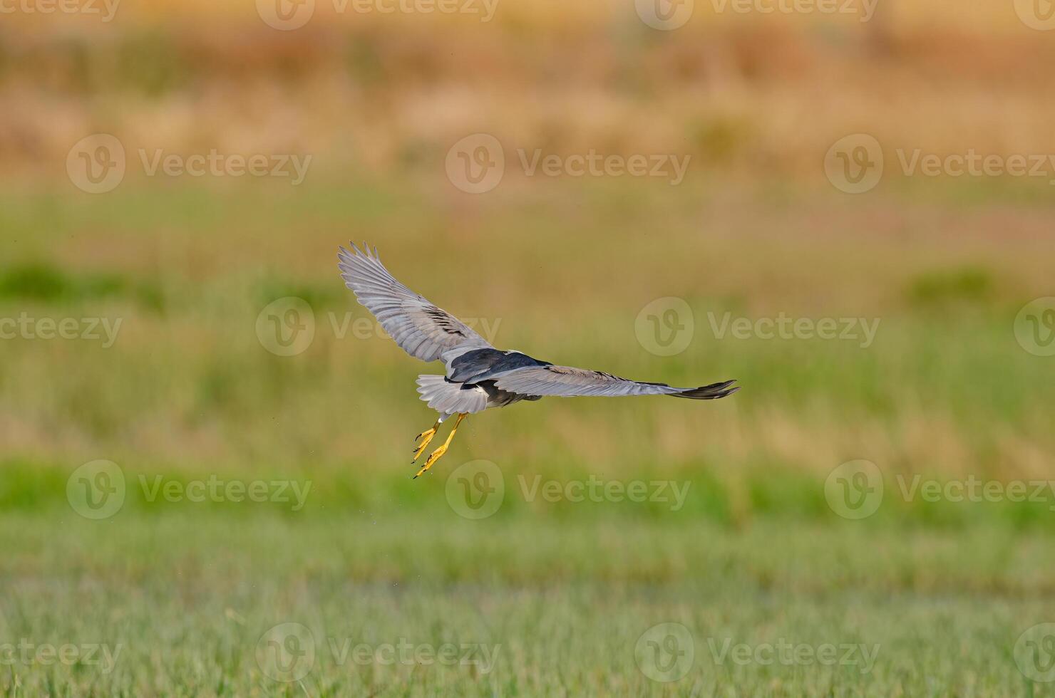 A bird flying over a marshy area with grass in the background photo