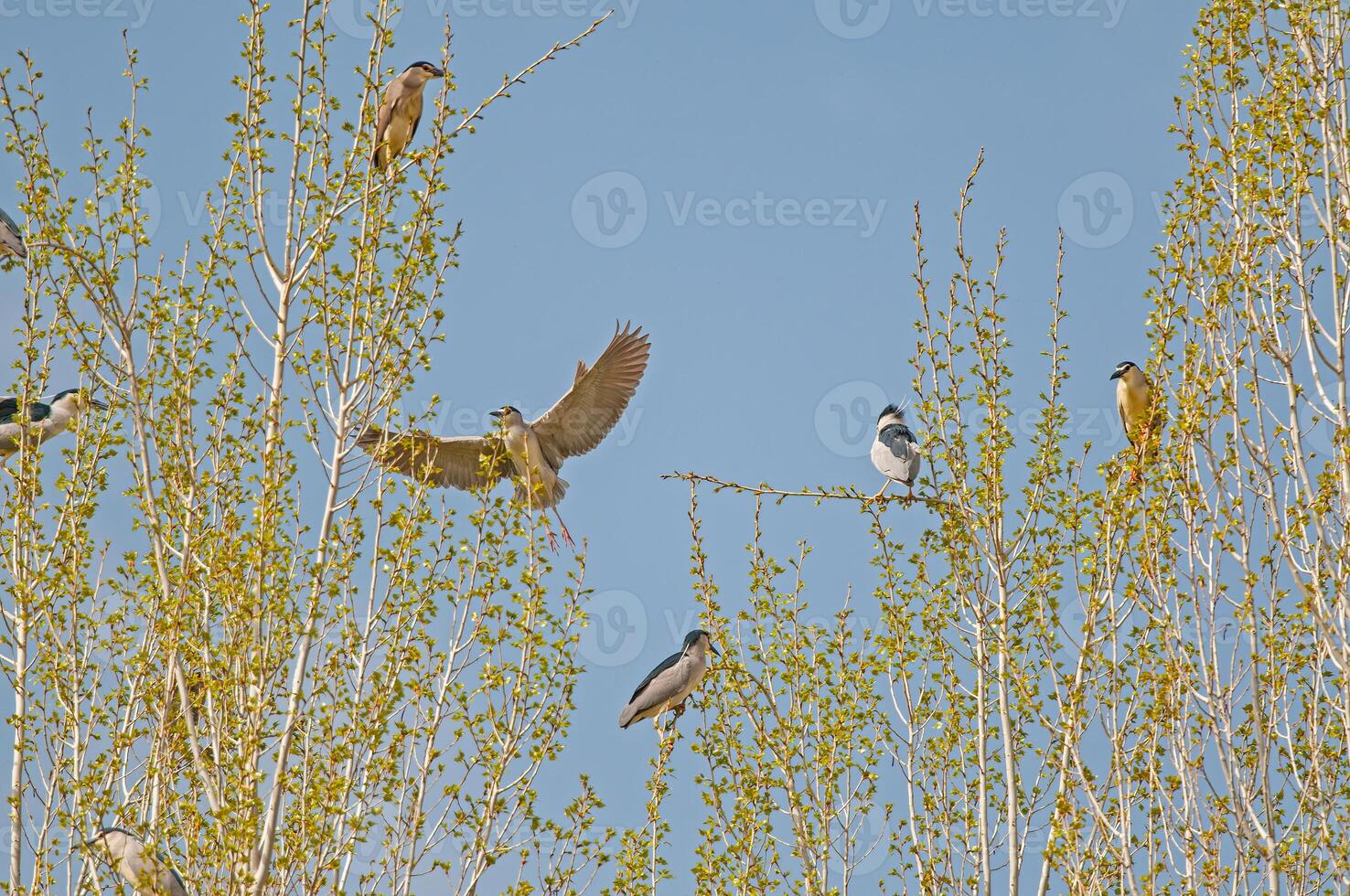 A group of birds flying in the sky photo