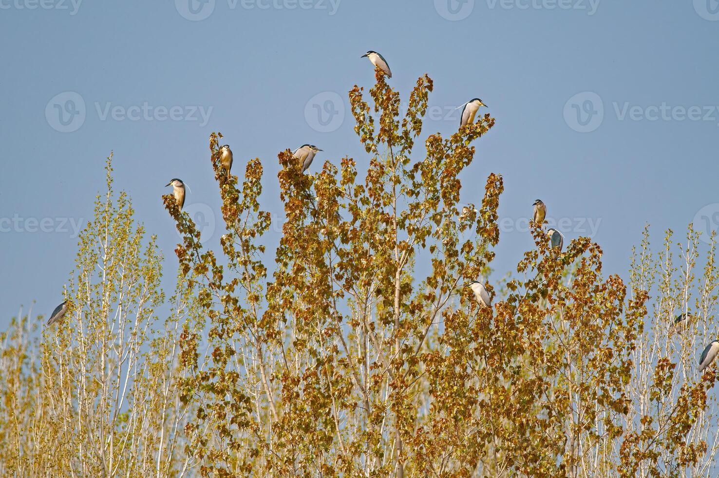 A group of birds sitting on top of a tree photo