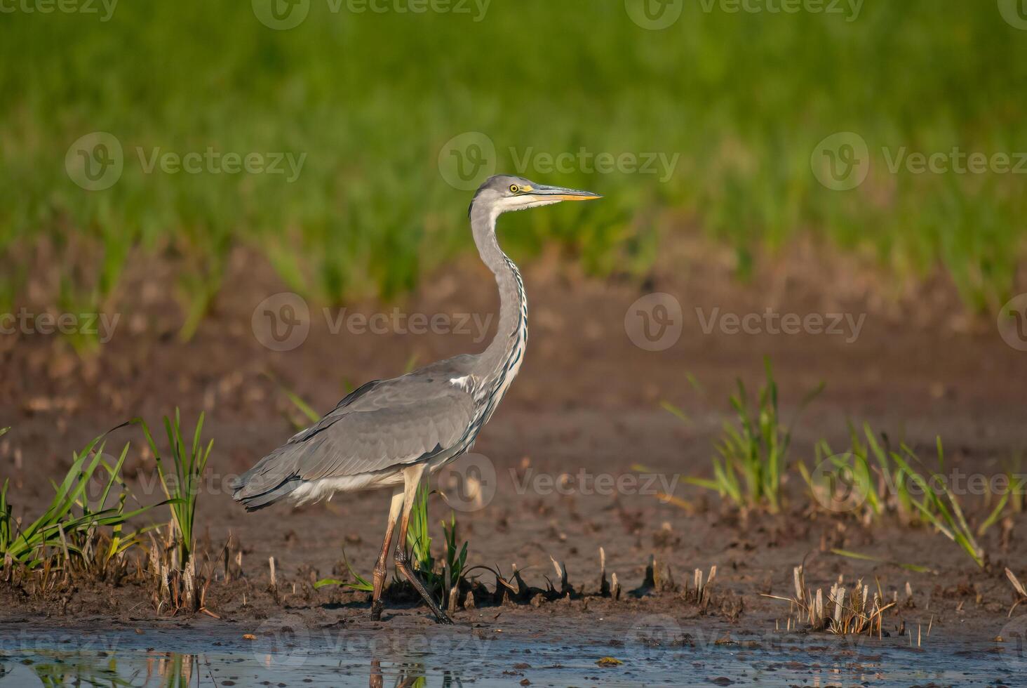A bird standing in the water near a field photo
