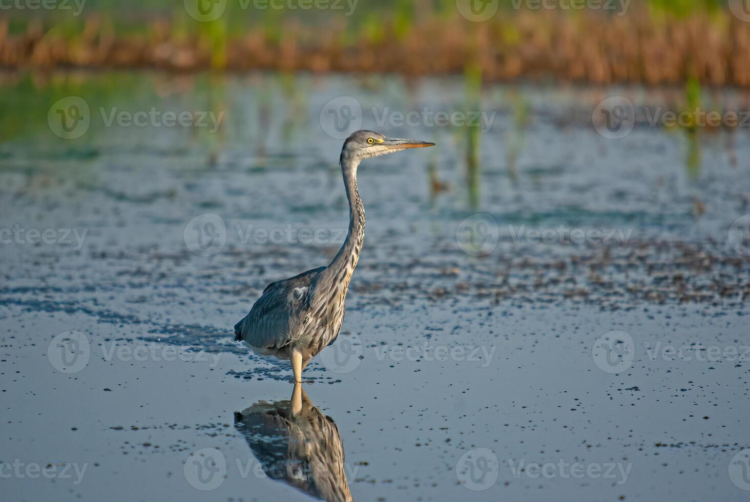 A bird standing in shallow water photo