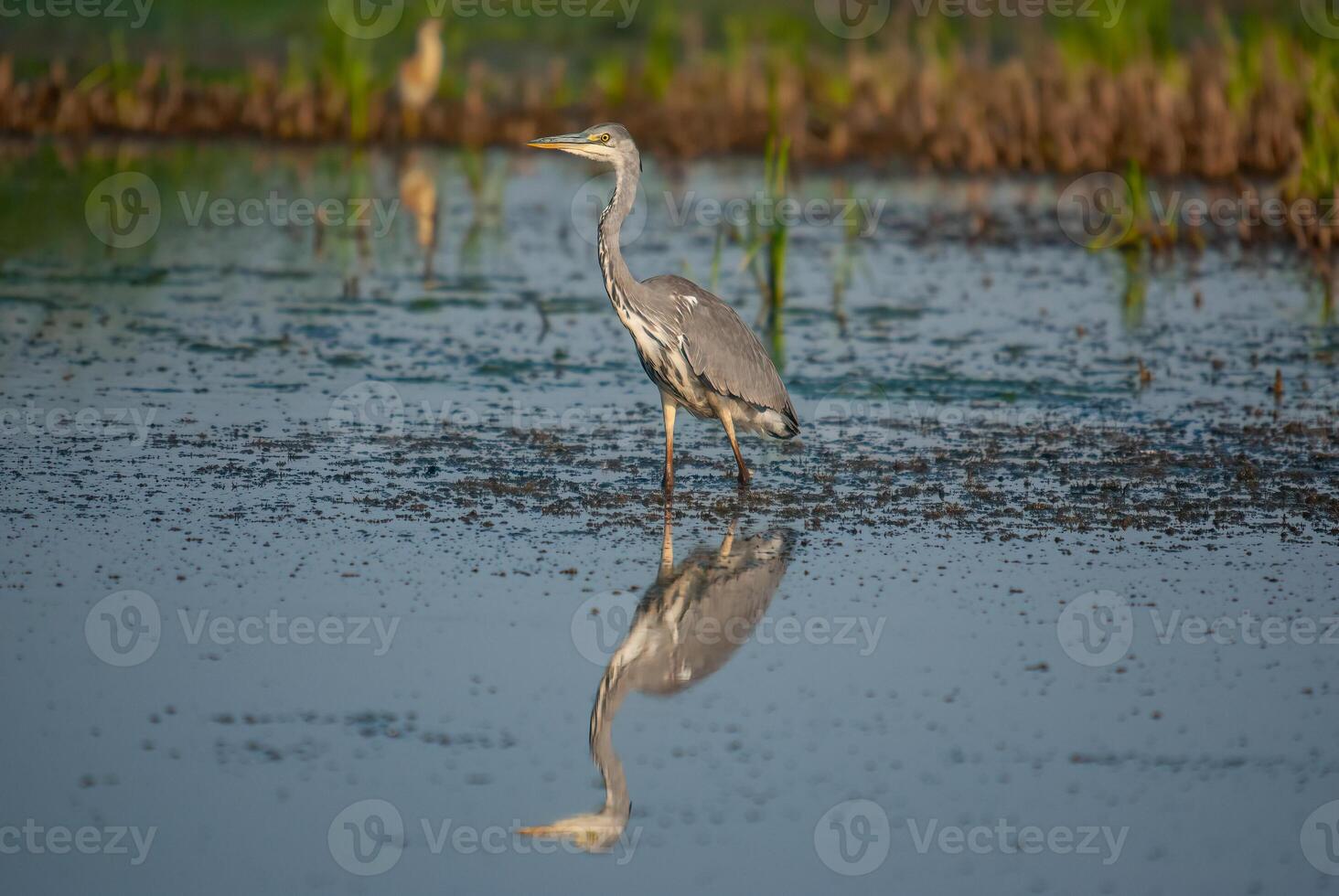 A bird standing in shallow water near grass photo