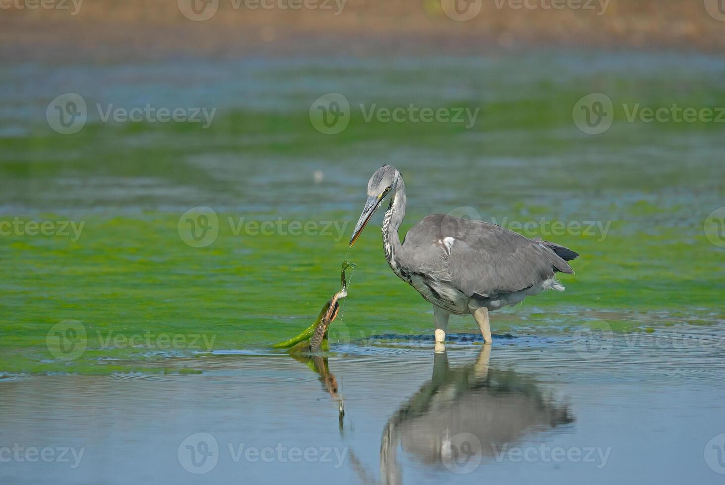 Grey Heron hunting snakes in a wetland. photo