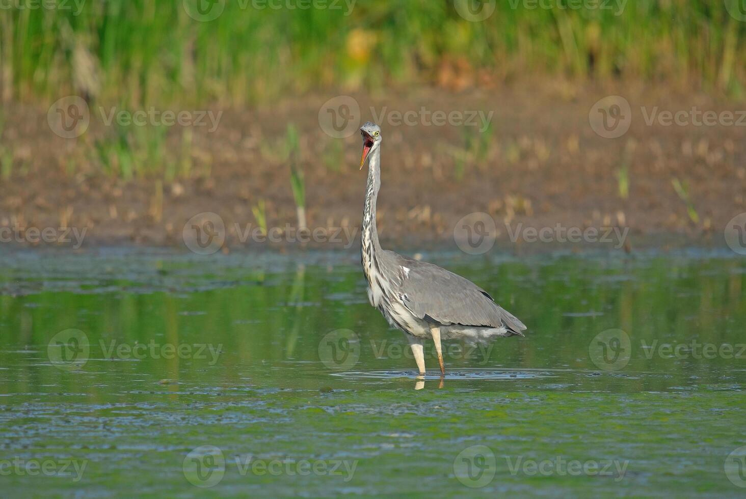 Grey Heron - Ardea cinerea, large common gray heron from lakes and rivers. photo