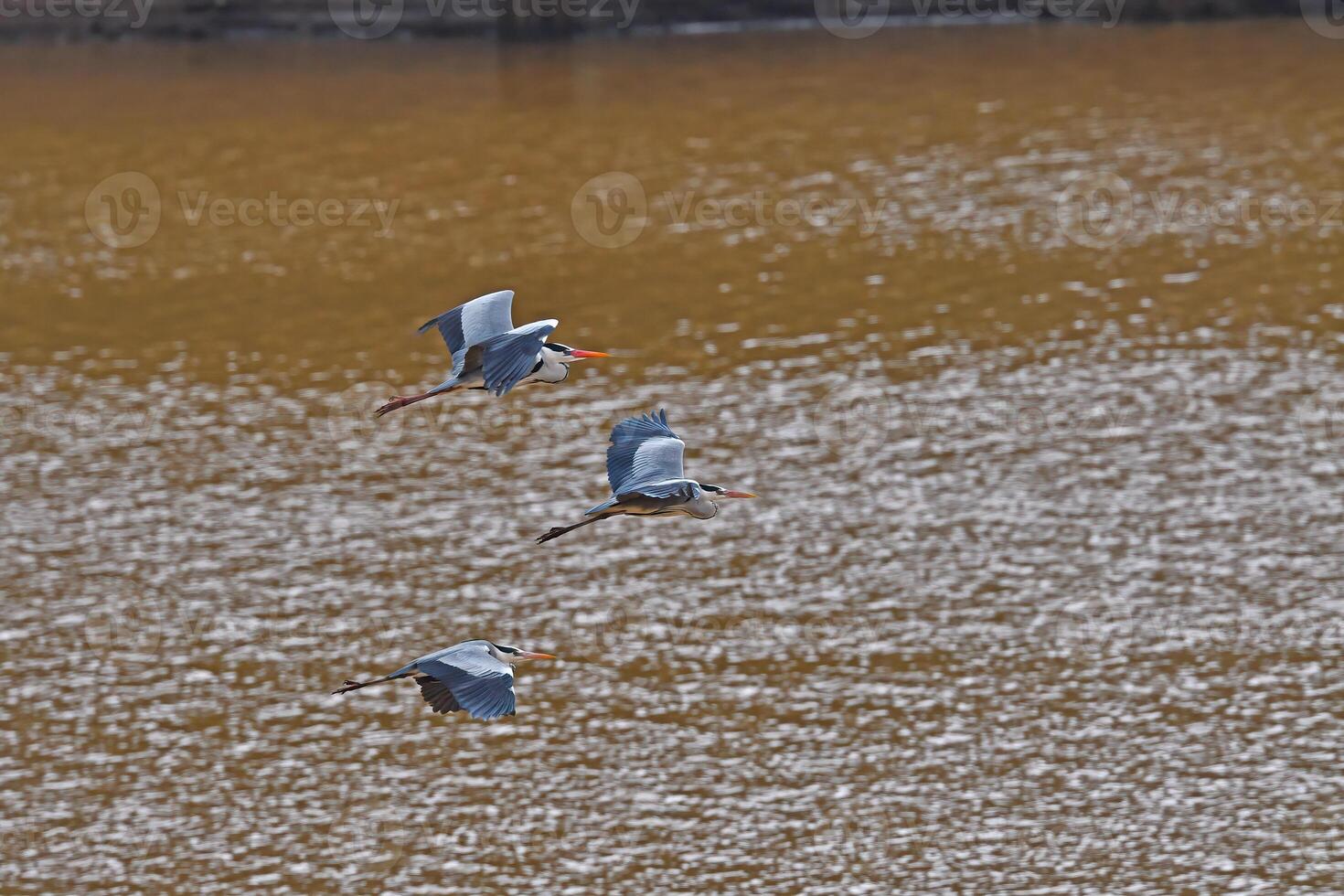 Grey heron flying over the lake. photo