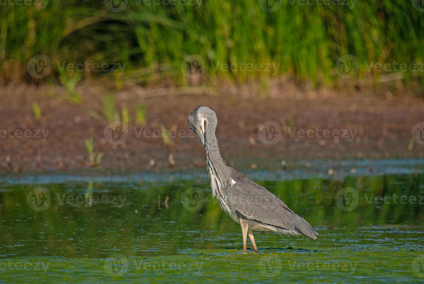 A bird standing in water near a grassy area photo